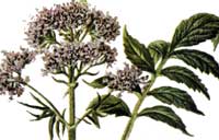 Валериана лекарственная (Valeriana officinalis)