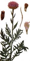 Маралий корень (Rhaponticum carthamoides)